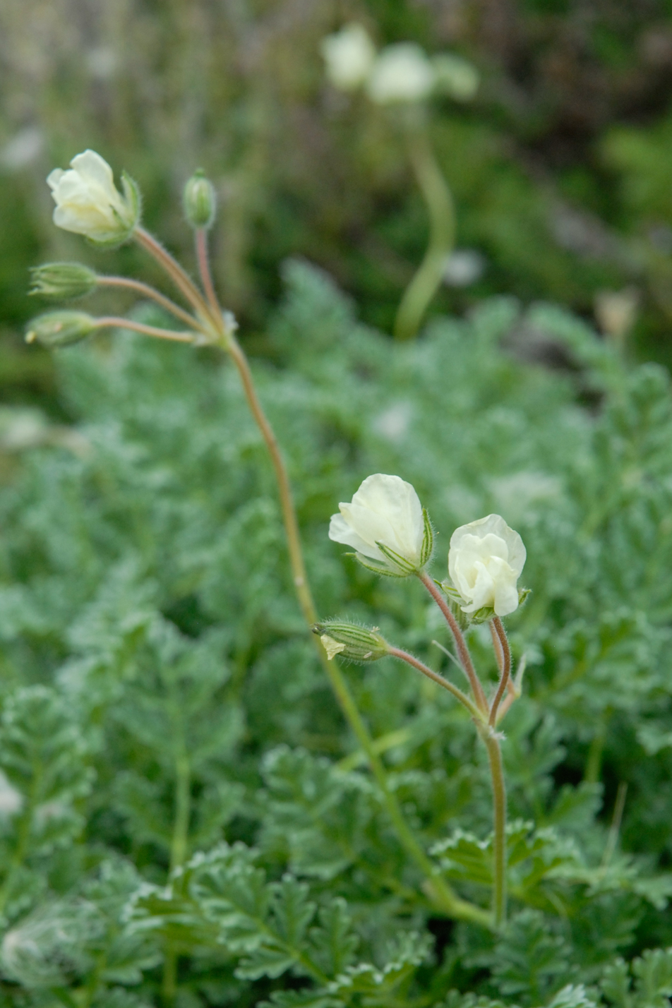 Golden Storksbill